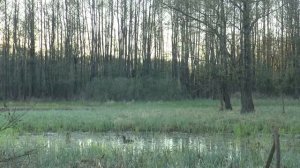 ОХОТА НА СЕЛЕЗНЯ С ПОДСАДНОЙ УТКОЙ