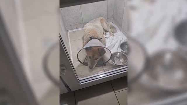 От рычания из-за дикой боли до первых робких поглаживаний. Добрые новости о Зиги!