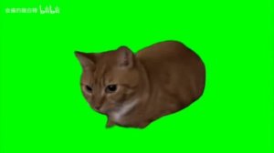 Котик прыг прыг
