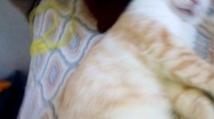 мой кот