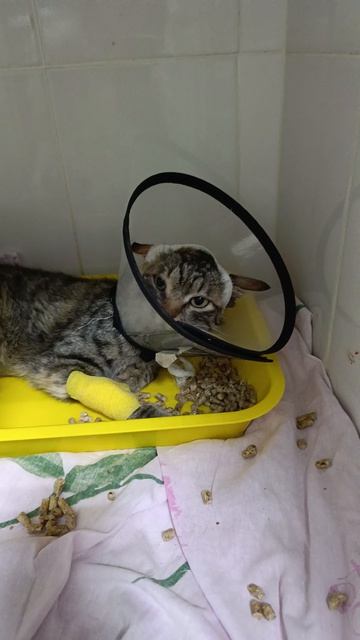 Ангара. Это печаль и боль. Все на видео. Нам очень нужна помощь. 
Лейкоз активный, рнк положительный