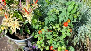 Перец. Арбузики🍉 черри🍅