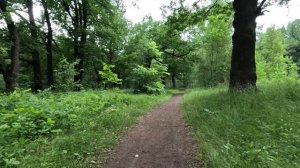 прогулка в лесу серия 66