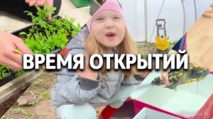 Посадка саженцев, новый питомец, котята скоро уйдут в новый дом.