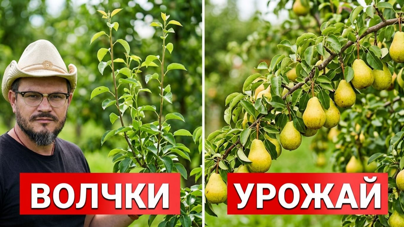 Как получить МАКСИМУМ ПЛОДОВ из волчков? Ответ за 4 минуты
