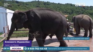 Летние каникулы цирковых звезд в Сочи