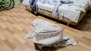 VID_20260806_231626.mp4