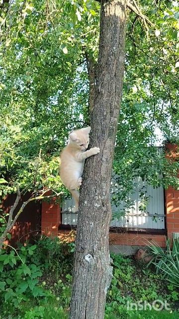 Три кота? Два кота и одна кошечка.