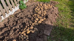 Я даже выругалась,когда начала копать.Картофель Коломбо под мульчой в дождливое лето.Тверская обл.