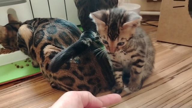 Бенгальские котята 1мес.и 10 дней. Д. Р. 13.06.2026