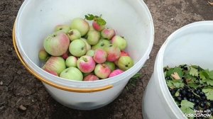 На даче после двух месячного отсутствия
