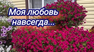 Петуния ,,Бланкет,,