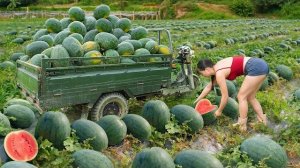 Собираю арбузы полный грузовик и везу продавать на сельский рынок. Фуонг