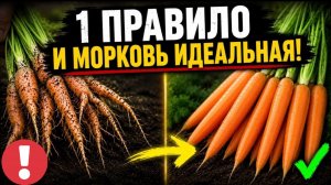 СДЕЛАЙТЕ ТАК - И МОРКОВЬ БУДЕТ КАК НА ПОДБОР! КРИВАЯ МОРКОВЬ ИСЧЕЗНЕТ! СЕКРЕТ РОВНОГО УРОЖАЯ