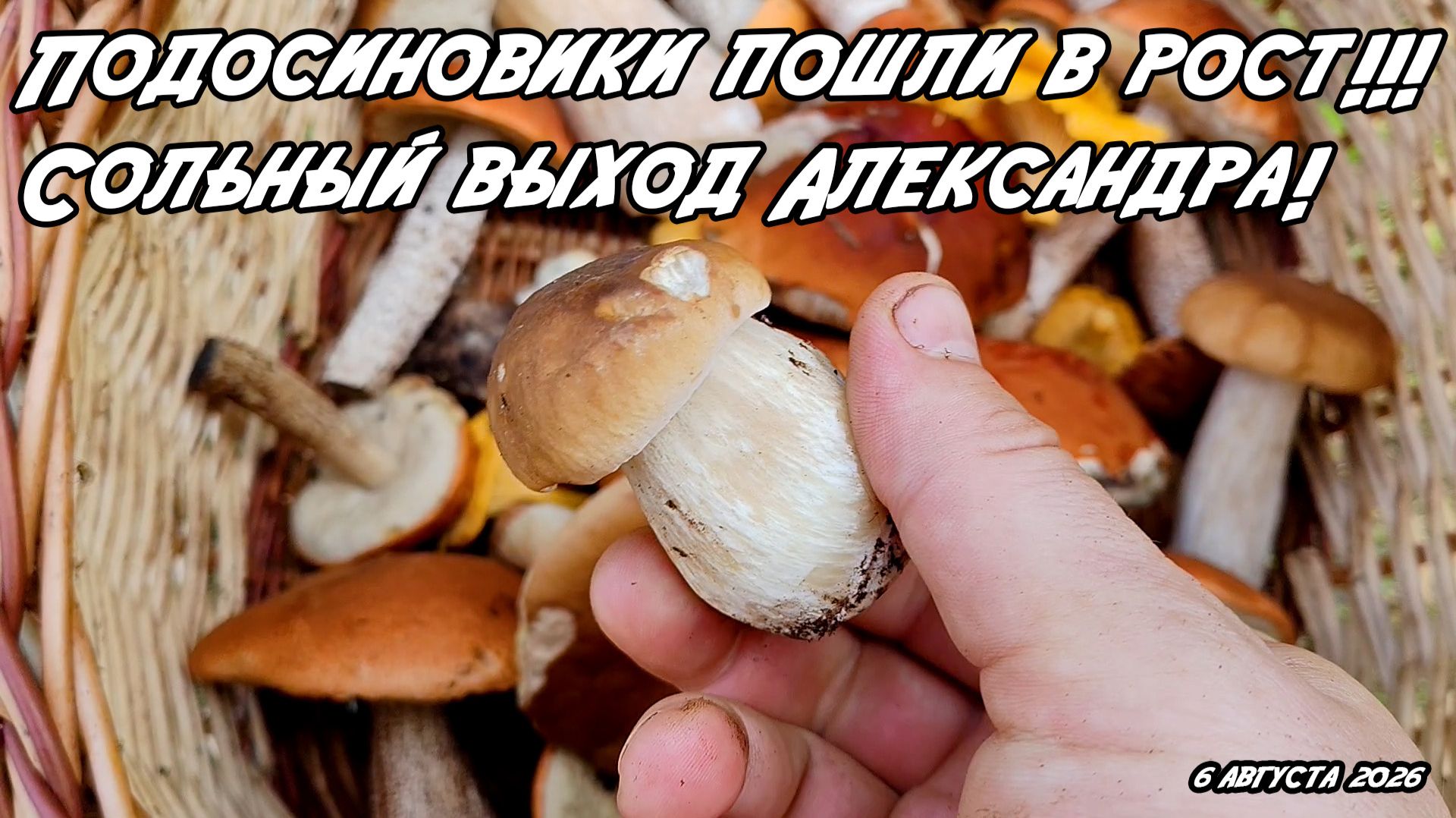 Подосиновики пошли в рост!!! Сольный выход Александра. 6 августа 2026