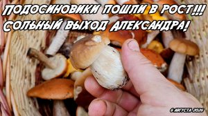 Подосиновики пошли в рост!!! Сольный выход Александра. 6 августа 2026