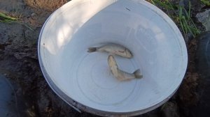 Рыбалка на пересыхающем водоëме