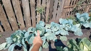 Убрали лук, сортирую картофель, делаем заготовки на зиму