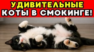 Почему КОТЫ В СМОКИНГЕ такие очаровательные？ Наука наконец объясняет!