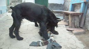 Игры .Роман-Кош Венеция  с дочерью Евридикой. 2009г.