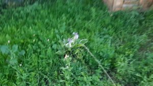 5.08.2026. вот это не жданчик на пасеке. радоваться или плакать?