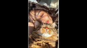Кошкина любовь