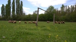 Готовим копчёную курицу.