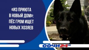 «Из приюта в новый дом»: пёс Гром ищет новых хозяев