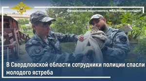 В Свердловской области сотрудники полиции спасли молодого ястреба
