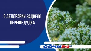 В Дендрарии зацвело дерево-дудка