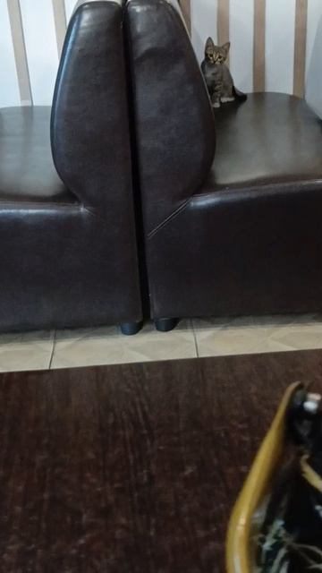 Котенок 🐱