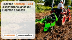 Трактор Кентавр Т-344 с картофелекопалкой Flagman в работе