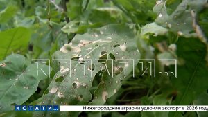 Количество бригад, оценивающих ущерб, нанесённый жителям Ворсмы агродронами, пришлось увеличить