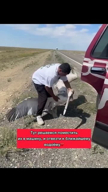 Спасательная операция, пеликаны живы