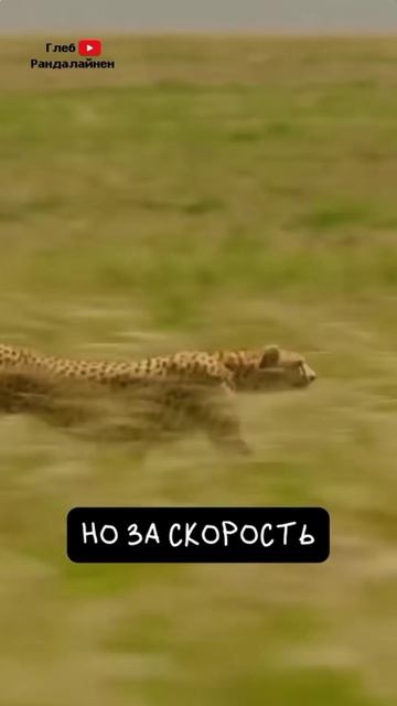 Гепард