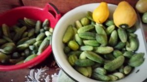 🥒🥒🥒Опять огурцы 🤣💪💪