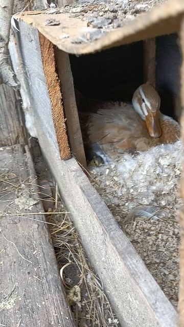 ещё пополнение от уточек 🦆