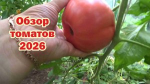 Обзор томатов-2026. Часть 6