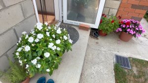 Жизнь вне орхидей. скромные успехи моего ОГОРОДА после ОГНЕННОГО ЧИЛИ в этом сезоне ⧸⧸ а ЦВЕТЫ порад