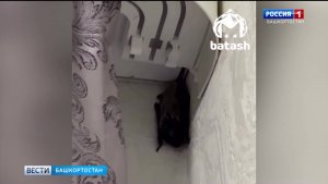 В гости к жителям Башкирии все чаще стали залетать летучие мыши
