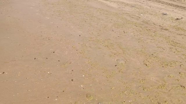 Как найти ракушки рапаны на Черном море