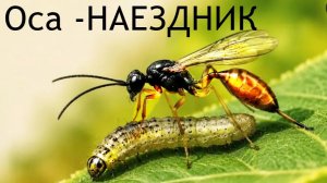 Необычные насекомые.Оса НАЕЗДНИК