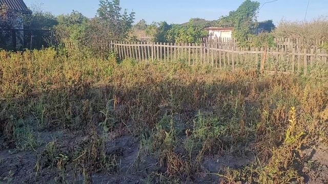 убираю картофель. результатом недовольна