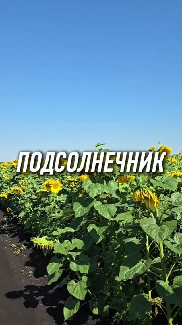 А вот и наш подсолнечник! #AUM #YogaFerma #сельскоехозяйство #подсолнечник #органическоеземледелие