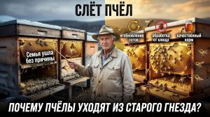 📌 Может ли пчела слететь со старого гнезда? Кашковский о рисках и профилактике осеннего слёта 🐝🍂