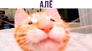 КОТА РАЗБУДИЛИ))) Приколы с котами