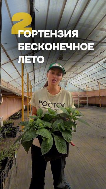 Топ-3 декоративных кустарника для красивого сада | Жасмин, гортензия и рододендрон ⭐