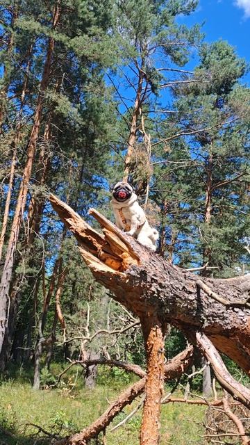 Король мопс