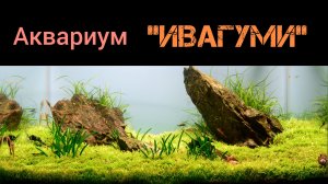 Аквариум «Ивагуми». Обзор.