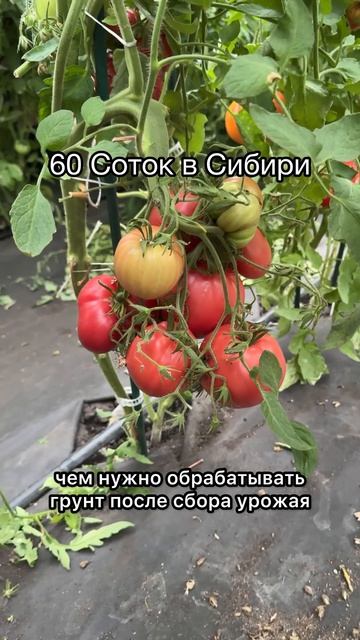 УРОЖАЙ ТОМАТОВ 2026 СИБИРЬ!